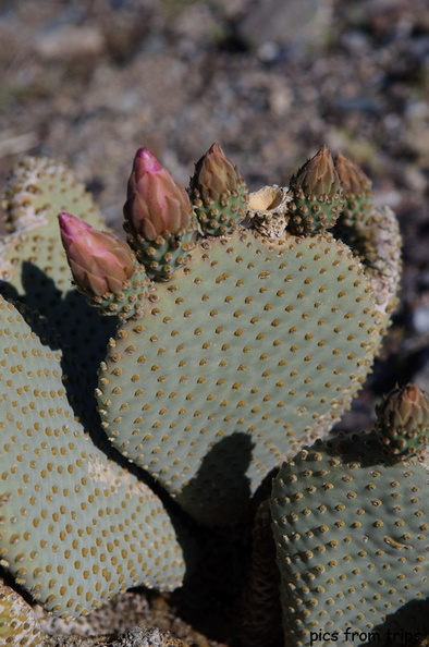 cacus blooms2010d11c109.jpg